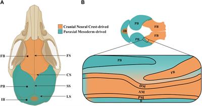 A novel perspective of calvarial development: the cranial morphogenesis and differentiation regulated by dura mater